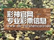 种植基地七